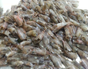 赤シャエビ【頭】(2kg)