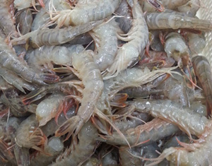 赤シャエビ【無頭】(10kg)