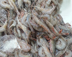 赤シャエビ【有頭】(10kg)