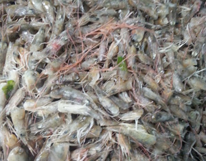 エビ【頭】(10kg)