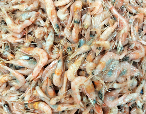 ジンケンエビ(赤じん)【有頭】(5kg / 10kg)