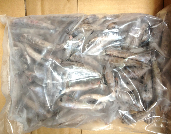 メヒカリ【無頭】(10kg)