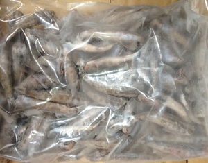 メヒカリ【無頭】少量セット(4kg)