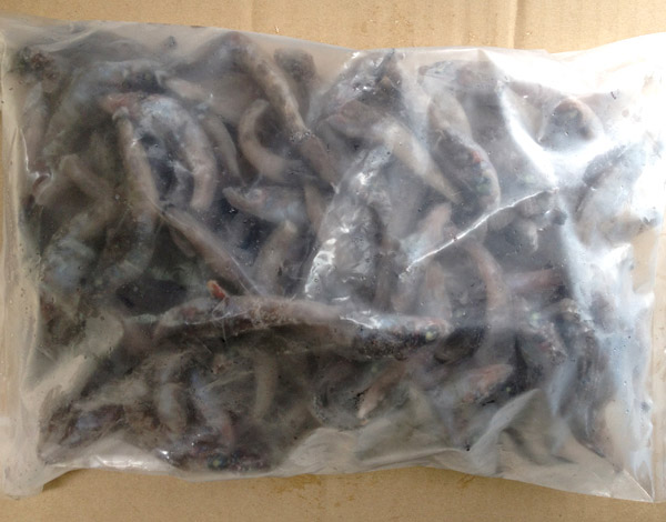 メヒカリ【有頭】(10kg)