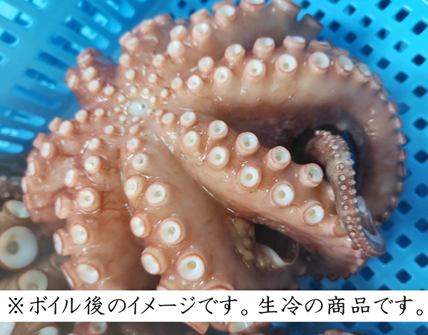 真ダコ有頭【ワタ付き・生冷】(11kg~14kg)