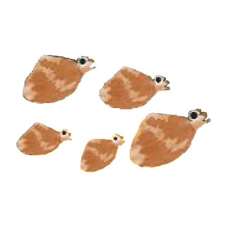 あさり(春)