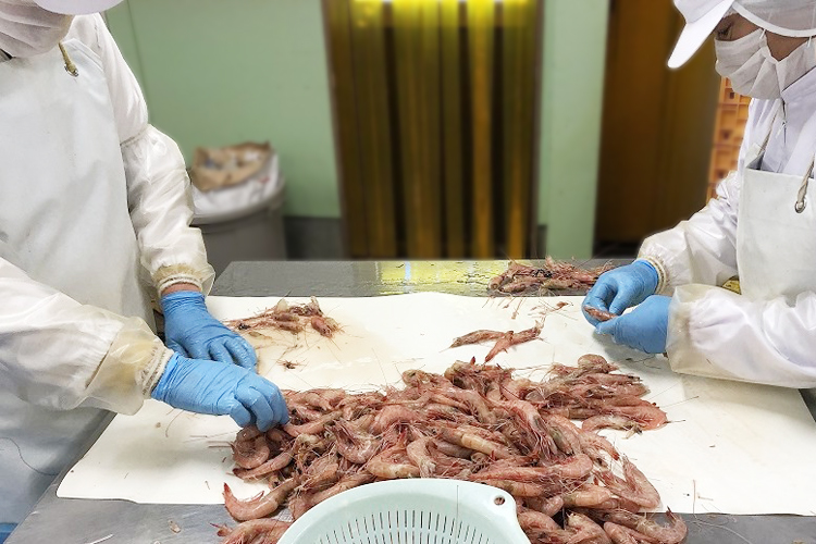 えび加工の様子