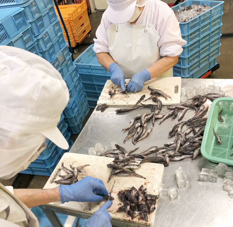 メヒカリ加工の様子