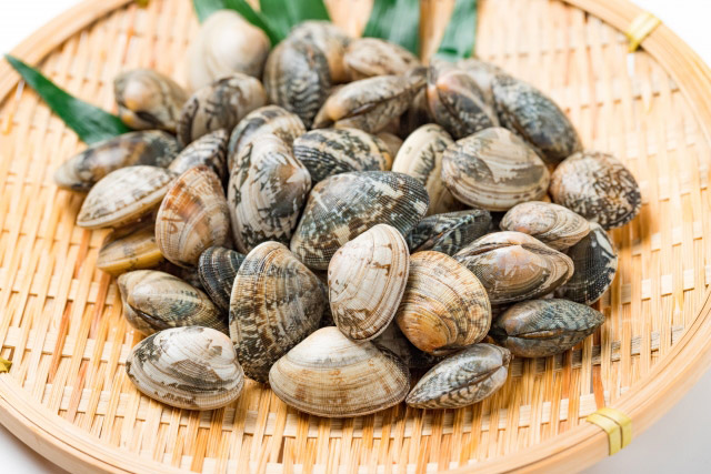 三河湾のあさり