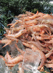 赤しゃ(ザルエビ)・モギエビ