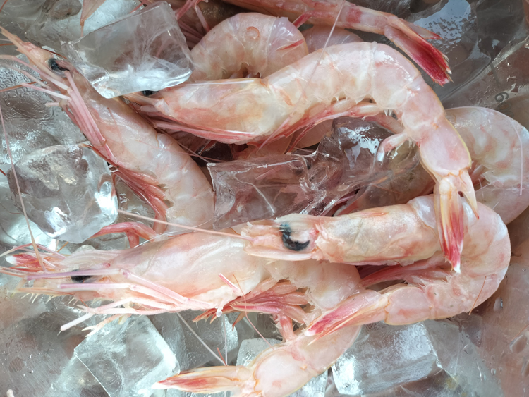 ひげ長エビ(ヒゲナガエビ)