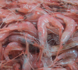 赤じん(ジンケンエビ)