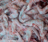 赤しゃ・キシエビ