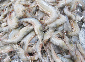 白しゃ ざるえび