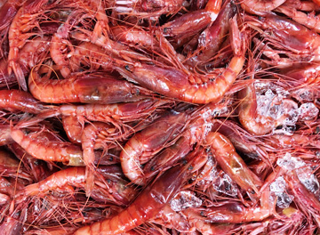 トンガラシ(ツノナガチヒロエビ)