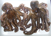 真ダコ(本だこ)